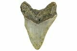 Bargain, Fossil Megalodon Tooth - North Carolina #371714-1